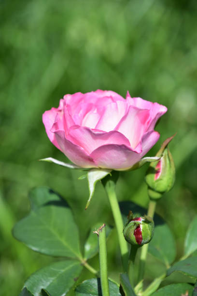 Pink rose blossom and a pink rosebud in a summer garden.