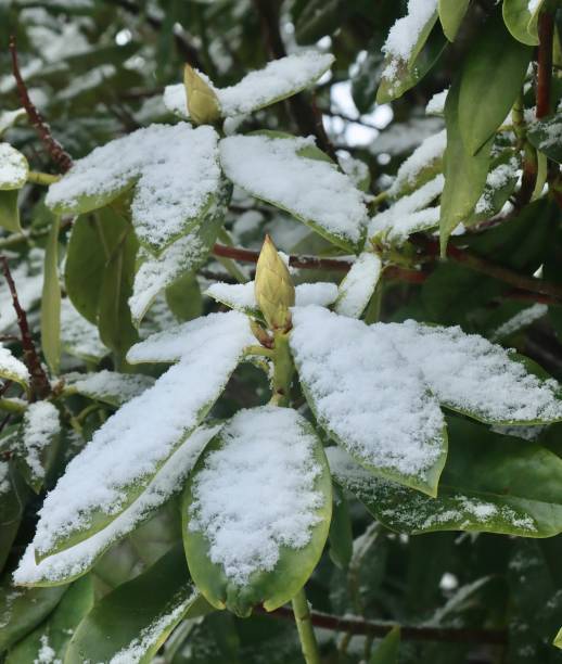 A late winter snow on a rhododendron