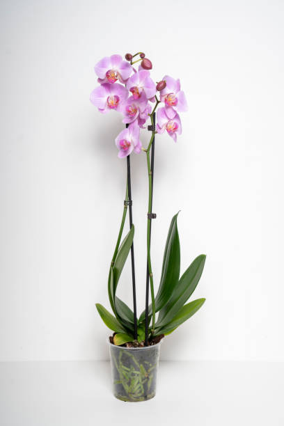 istock Pink Butterfly Orchid orchid flower isolated on white background 2199212044