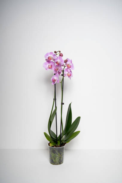 istock Pink Butterfly Orchid orchid flower isolated on white background 2199212045