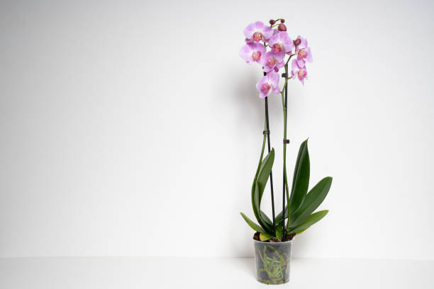 istock Pink Butterfly Orchid orchid flower isolated on white background 2199212101