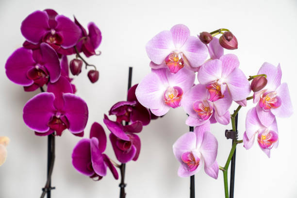 istock orchid flower isolated on white background 2199212130