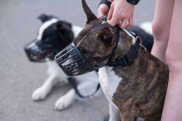 istock The owner puts a muzzle on a bull terrier dog on a walk outdoors. 2199213259