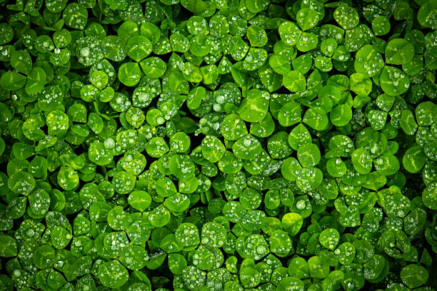 A bed of wet lush green clover with water droplets on its leaves.