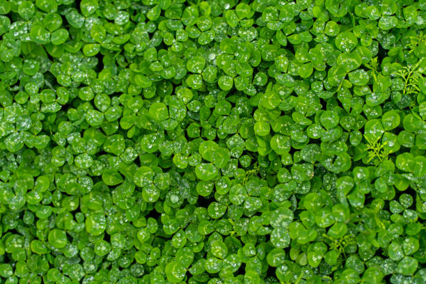 Clover
