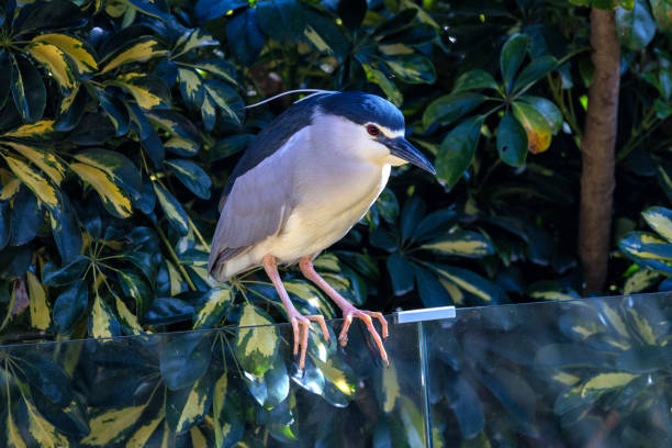 Tra Su Cajuput Forest in Vietnam. Nature reserve, you see one Black Crowned Night Heron at the water`s  edge.