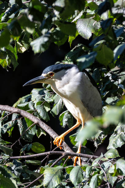 istock Black-crowned Night Heron (Nycticorax nycticorax) in Wetlands Worldwide 2199218956
