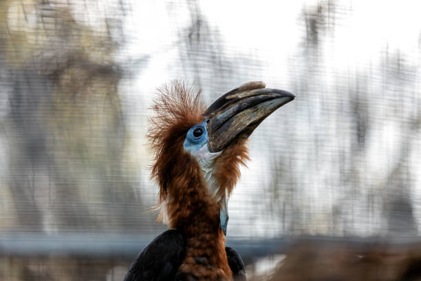 The black-casqued hornbill, a large bird with a striking casque, feeds on fruits, insects, and small animals. This photo was taken in the dense rainforests of Central Africa.