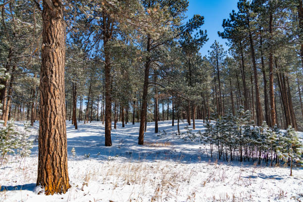 Black forest of tall pine trees after snow fall in county park in Monument, Colorado, USA.