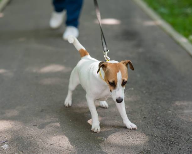 istock Jack Russell Terrier dog pulls hard on the leash while walking in the park. 2199248138