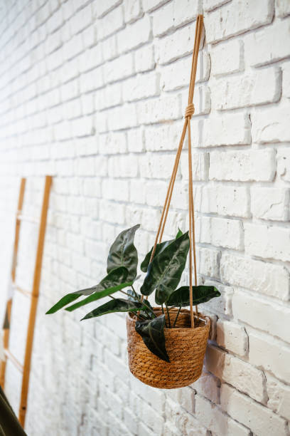 istock Hanging planter with large green leaves against a white brick wall 2199249120