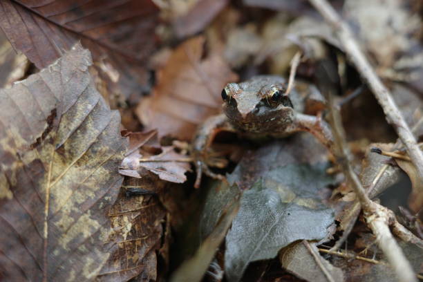 istock The Montane Brown Frog (Rana ornativentris) before hibernation in autumn 2199265523