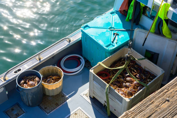 istock Harvested Dungeness crabs in a crate and buckets on a boat deck 2199265982