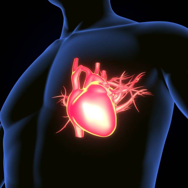 istock male heart blood circulation. 3dillustration 2199268448