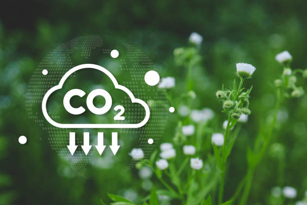 istock Wildflowers in a green field with a CO2 reduction icon, symbolizing carbon capture, environmental conservation, and sustainable nature-based solutions. 2199272289