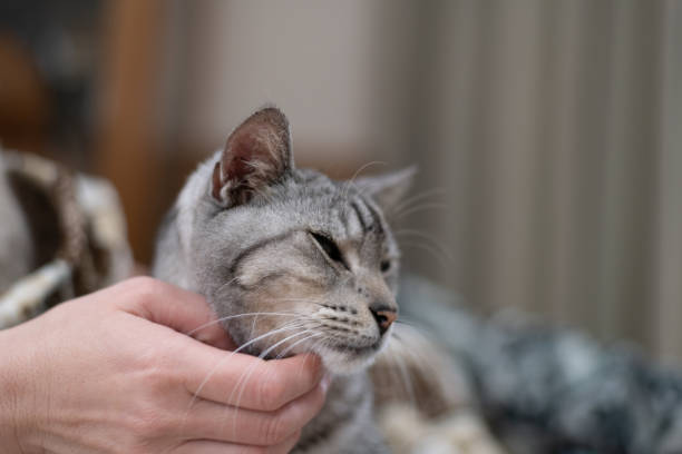 istock Person petting a cute cat 2199272354