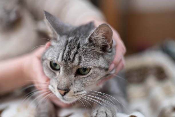istock Person petting a cute cat 2199272455
