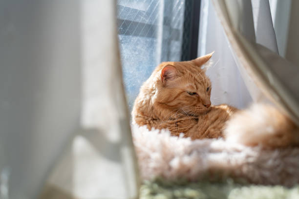istock Cute cat relaxing by the window 2199273057