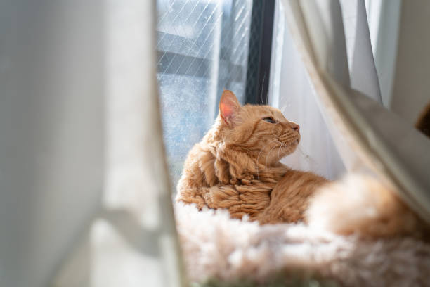 istock Cute cat relaxing by the window 2199273086