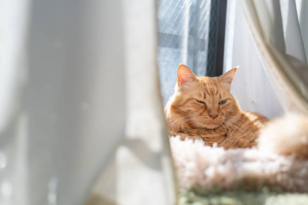 istock Cute cat relaxing by the window 2199273130