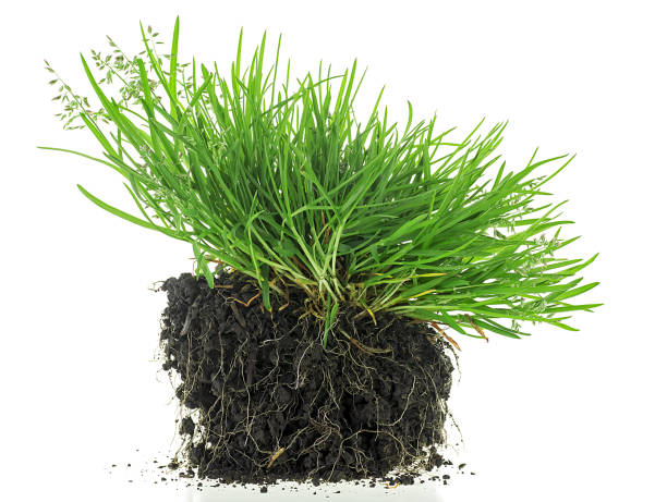 istock Young green grass with soil isolated on a white background. Green grass with roots and worms. 2199273255