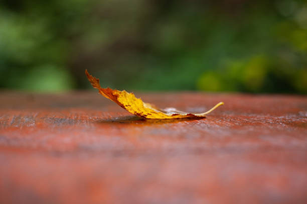 autumn leaves after rain on the table