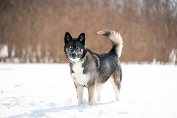 istock Husky dog in the snow. 2199276850