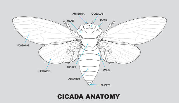 Secada Face 10+ Cicada Face Stock Illustrations, Royalty-Free Vector Graphics ...