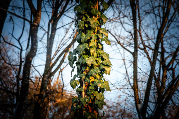 Picture of common ivy on a tree. Hedera helix, the common ivy, European ivy, King's Choice ivy, or just ivy, is a species of flowering plant in the family Araliaceae. It is native to most of Europe and parts of western Asia. Ivy is a clinging evergreen vine that grows on tree trunks, walls, and fences in gardens, waste spaces, and wild habitats. In a dimly lit forest setting, tendrils of common ivy wind tightly around a sturdy trunk, emphasizing the plant's vigorous growth. Known scientifically as Hedera helix, this vine can dominate surrounding flora if unchecked. Its glossy green leaves reflect the last light of day, making a striking contrast against dormant branches. Perfect for editorial use, illustrating both the ivy's natural beauty and its invasive tendency in temperate woodlands.