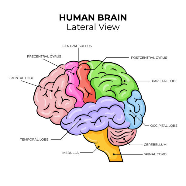 13,300+ Brain Diagram Illustrations - iStock