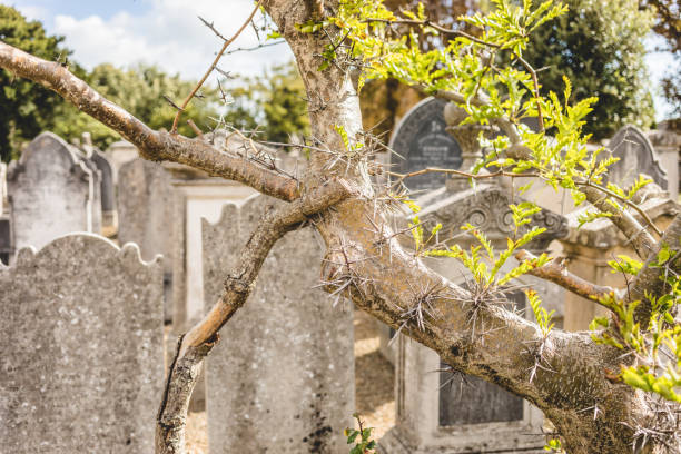 A thorn-covered honey locust tree (Gleditsia triacanthos) stands among weathered gravestones in a historic cemetery in Dublin, Ireland, creating a striking contrast.