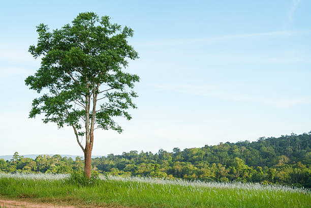 A lone tree stands in the middle of a meadow.
