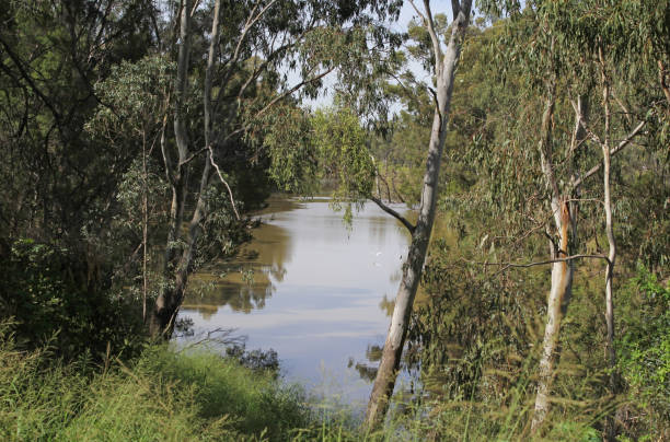 istock Macintyre River surrounded by trees and vegetation in Goondiwindi, Queensland, Australia 2199288559