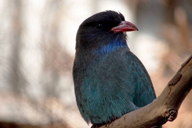 istock this is a close up of a dollar bird 2199293075