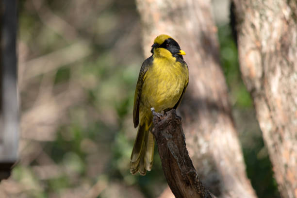 istock the helmeted honeyeater is perched on a tree stump 2199293158