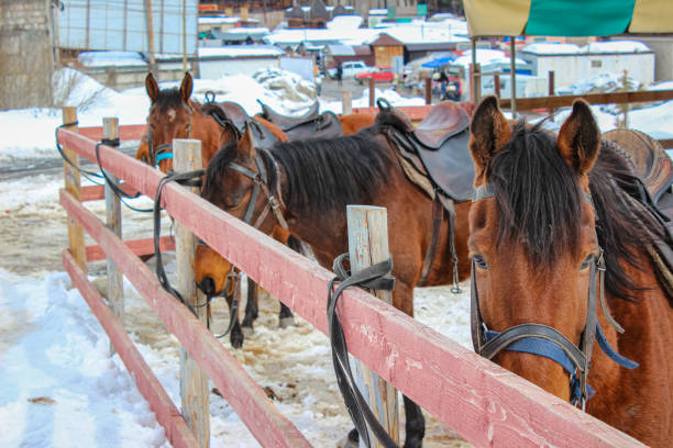 A soulful close-up of two harnessed horses—one chestnut with a white blaze and one dapple grey—standing together in a snowy environment. The image highlights the rustic leather and rope bridles and the frost-dusted muzzles of the animals, set against a soft-focus background of a village building and wrought-iron fence.