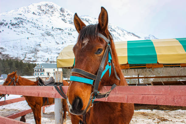 A soulful close-up of two harnessed horses—one chestnut with a white blaze and one dapple grey—standing together in a snowy environment. The image highlights the rustic leather and rope bridles and the frost-dusted muzzles of the animals, set against a soft-focus background of a village building and wrought-iron fence.