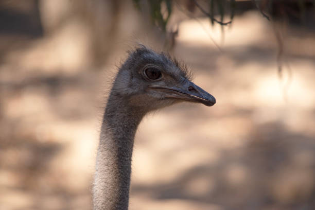 The ostrich is the largest and heaviest living bird in the world they cannot fly.
