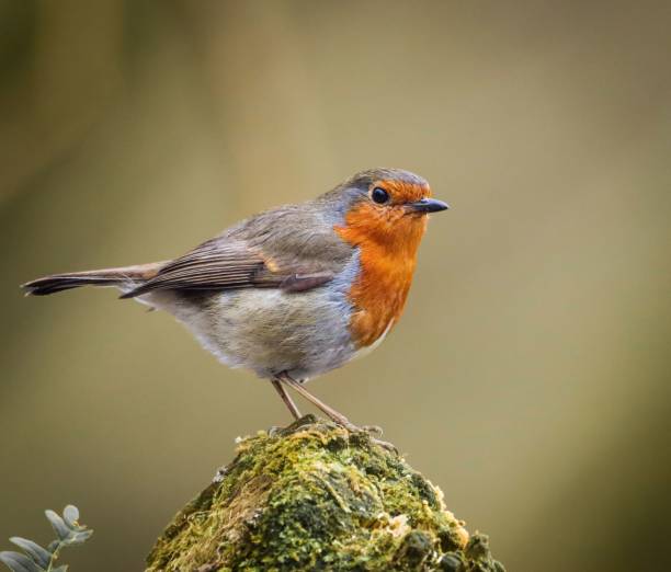 istock European Robin on Mossy Rock 2199293283