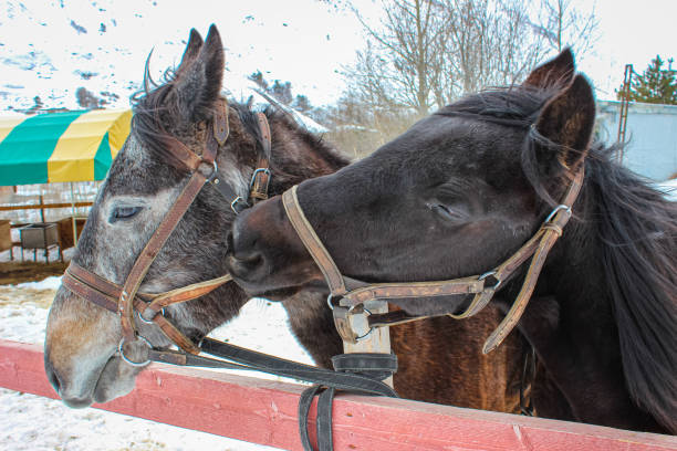 Two horses, one black and one gray, affectionately nuzzle each other while standing in a winter paddock