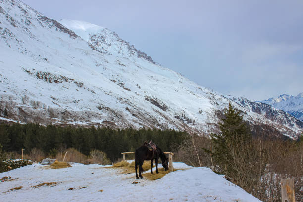 A horse in a winter landscape stands at a feeding trough against a backdrop of high snow-covered mountains, surrounded by pines and dry grass