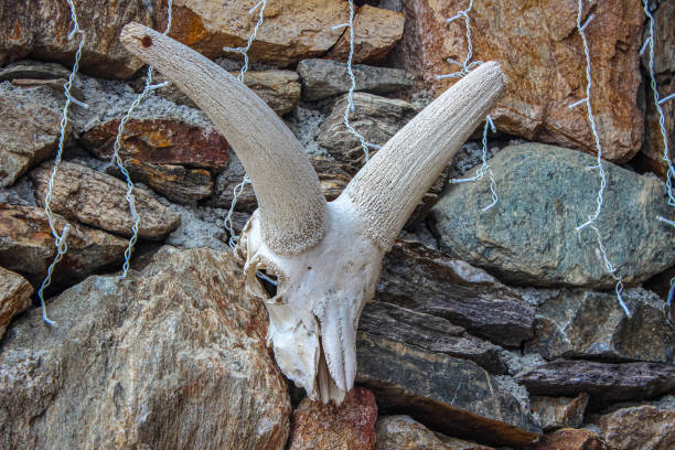 A mountain goat skull with long curved horns mounted on a stone wall, showcasing a connection with mountainous nature and wildlife