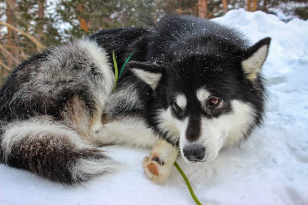 istock Siberian Husky in Winter Forest 2199293486