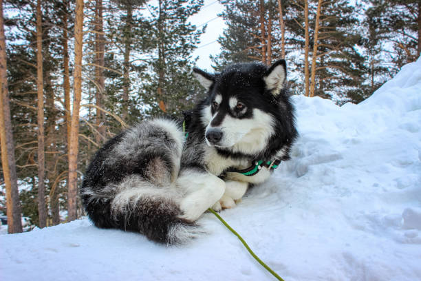 istock Siberian Husky Enjoying a Snowy Day Outside 2199293493