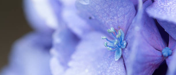 istock Photographing rain-wet hydrangeas with a macro lens 2199299551