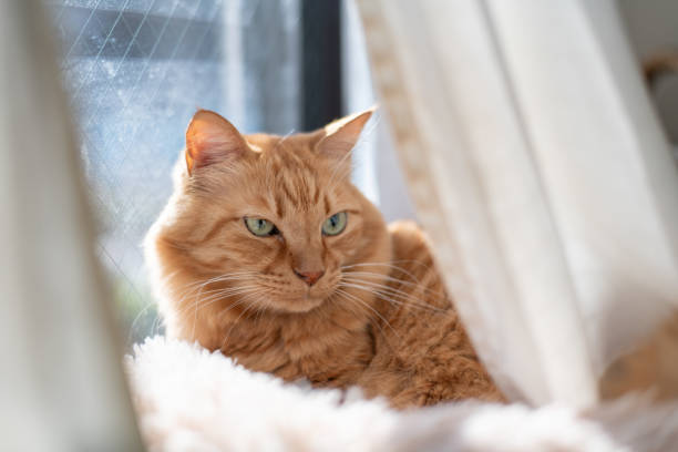 istock Cute cat relaxing by the window 2199299681