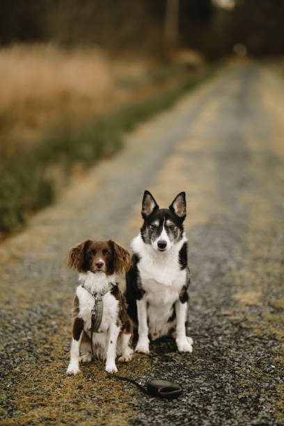 istock Dogs outdoors in nature on footpath 2199301338