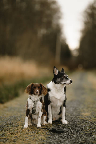istock Dogs outdoors in nature on footpath 2199301378