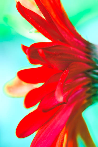 single Red gerbera daisy on white background