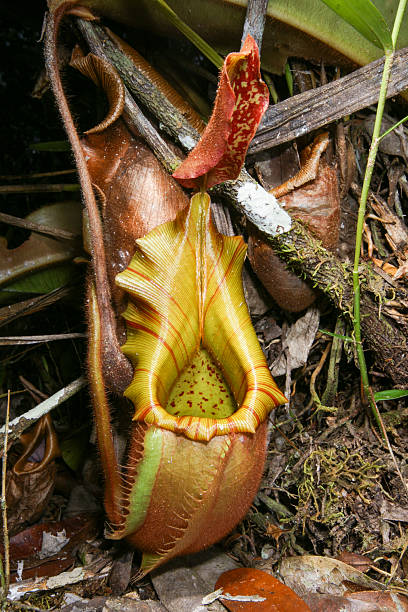 istock Carnivorous pitcher plant, Nepenthes veitchii, pitcher with broad yellow peristome, natural habitat in Bario, Borneo 2199305239